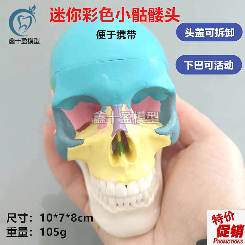 口腔彩色头骨模型牙科诊所v教学可拆迷你小头颅骨美艺术拆卸头模