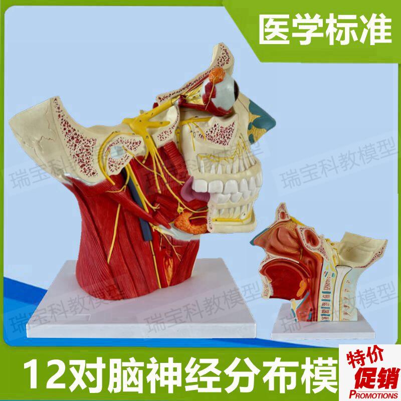 面神经模型三叉头k颅12对脑神经分布颅脑外科面部肌肉血管整形医