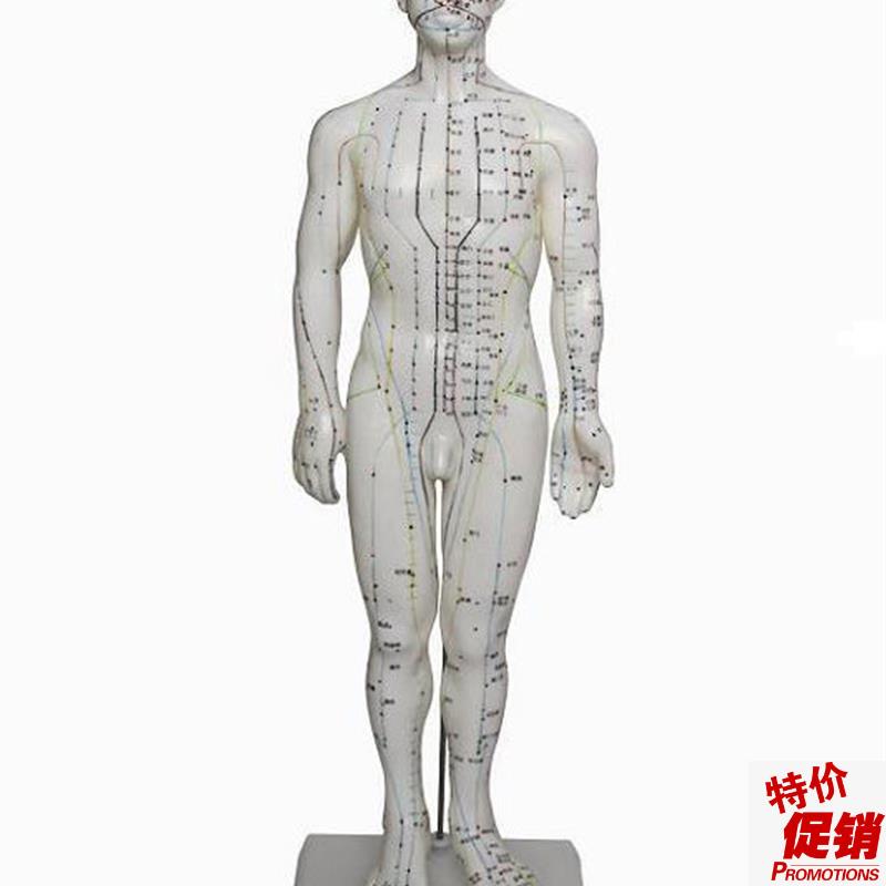50cm人体针灸穴位模型人体经络模型针灸Q小人针灸人体模型男