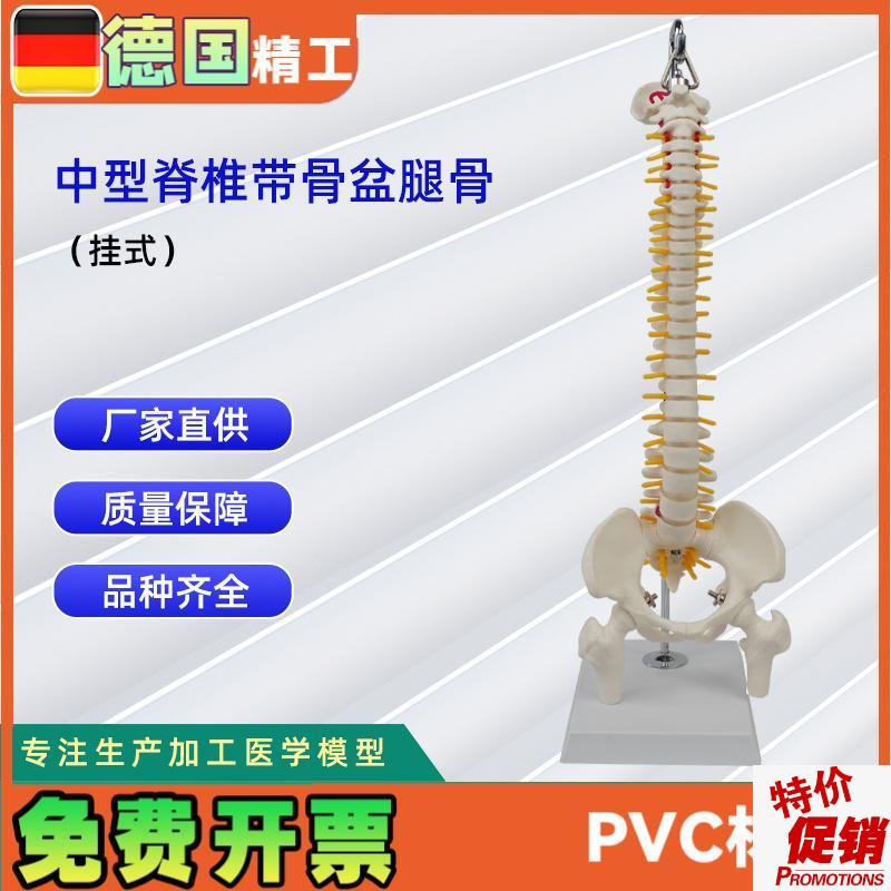 中型脊椎带d骨盆腿骨(挂式)模型医学教学专用用具模具