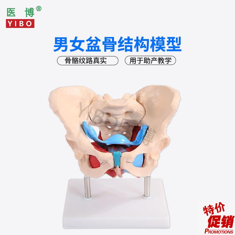 医博1:1成人男性骨盆模型成人女性骨x盆骨骼模型女性骨盆带盆底肌