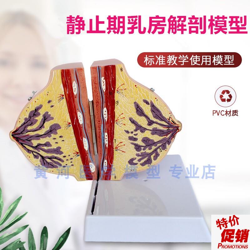 乳房模型胸模型胸部解剖模v型静止期哺乳期女性乳房结构造医学教