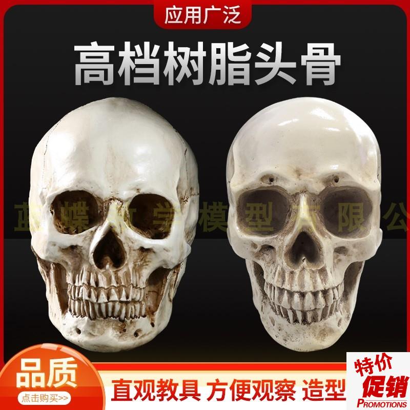 1:1树脂骷髅头绘画n人头骨艺用人体肌肉骨骼解剖头骨模型美术头颅
