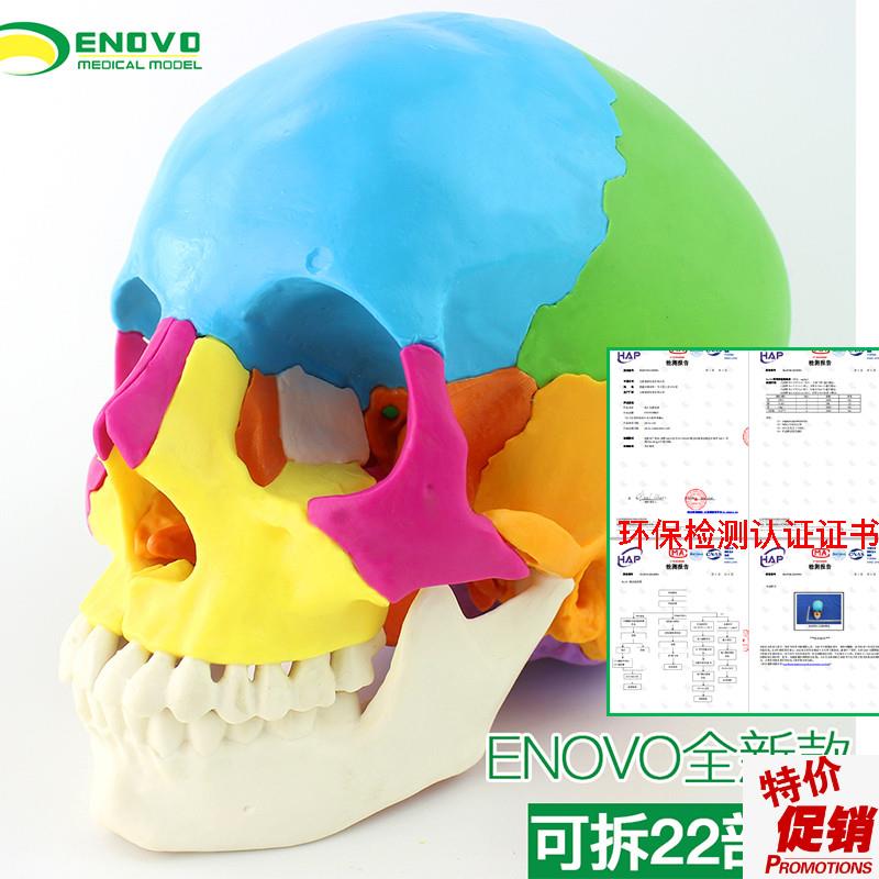 ENOVO颐诺医i学用可分解人体头骨模型微整形美容颅骶疗法CST颅骨