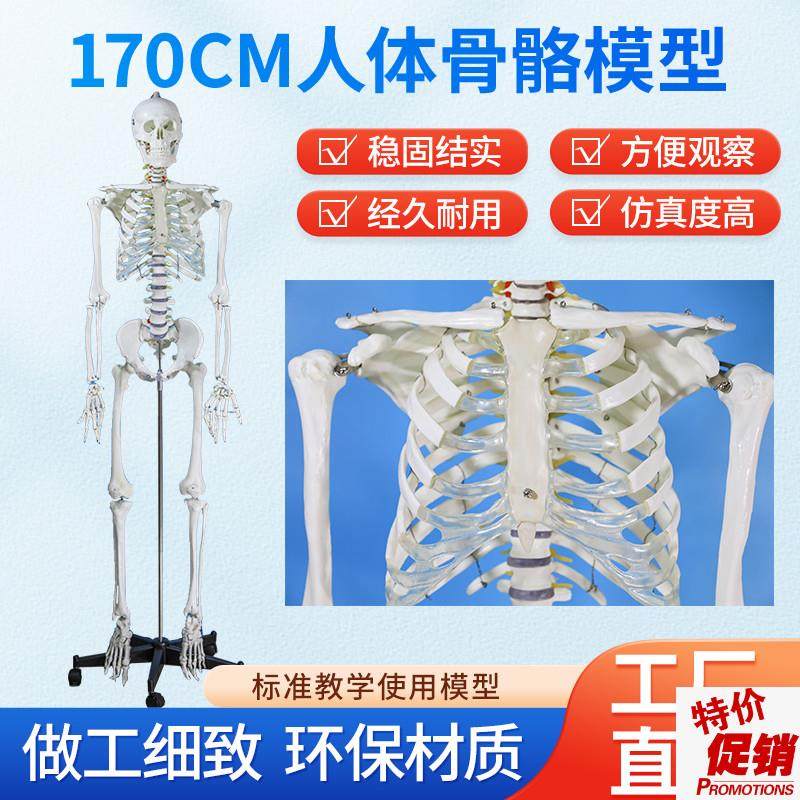 170CM医学全身人体骨骼模型骨C盆瑜伽关节可拆卸解剖结构骨架标本,玩具/童车/益智/积木/模型,其他模型玩具,淘宝优惠券,粉丝福利购,淘宝优惠卷