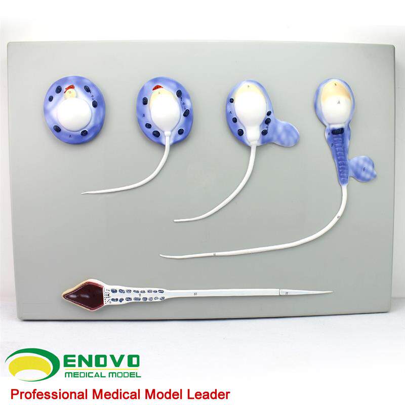 ENOVO颐诺精子形成过程模型精子模G型男性生殖系统生殖男科模型