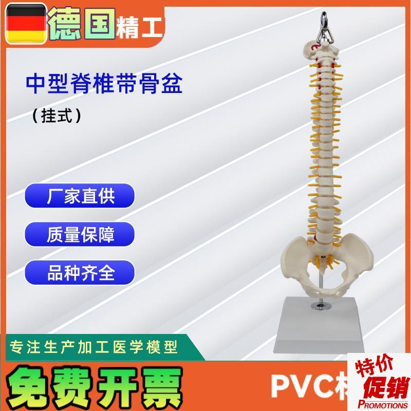 中型脊椎带骨盆(挂q式)模型人体骨骼模型医学教学模型