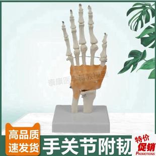 1比1成年人手骨模型功能韧带手A指活动弯曲腕骨尺桡骨艺术医用展