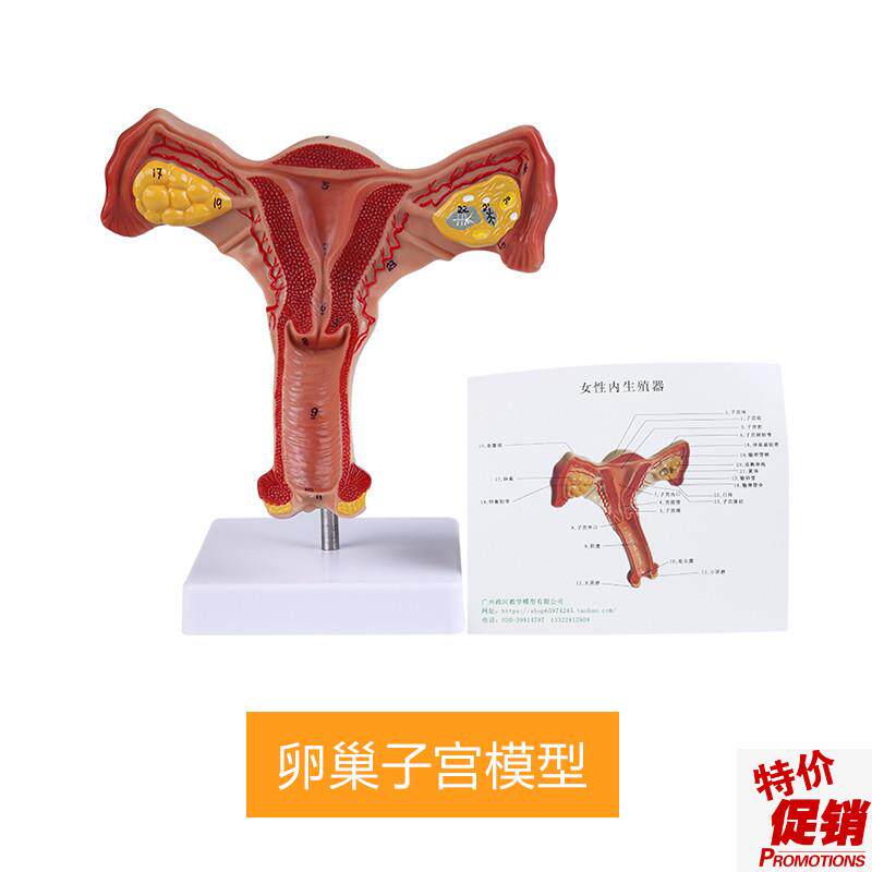 人体子宫模型逼真阴道子宫输卵管卵巢解剖模型健康教Z育实训用具