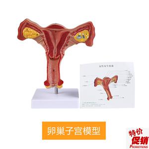 人体子宫模型逼真阴道子宫输卵管卵巢解剖模型健康教Z育实训用具