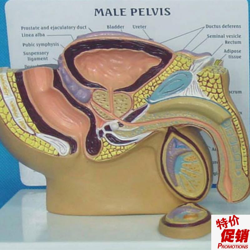男性生殖b器泌尿系统腹腔解剖模型睾丸前列腺膀胱肠男科盆腔