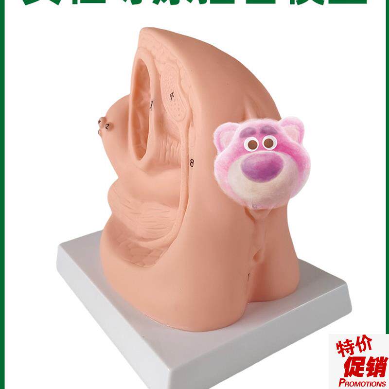 女性导尿插管模型男用女用膀胱输尿管M造影模具假人教学教具