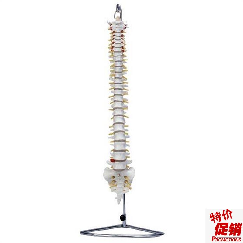 脊椎骨模型自然大脊椎带尾骨模型脊椎模型人体脊椎脊柱Z模型腰椎