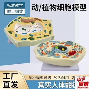 动物植物细胞模型显微结构解剖模型细胞膜Q细胞质细胞核线粒体