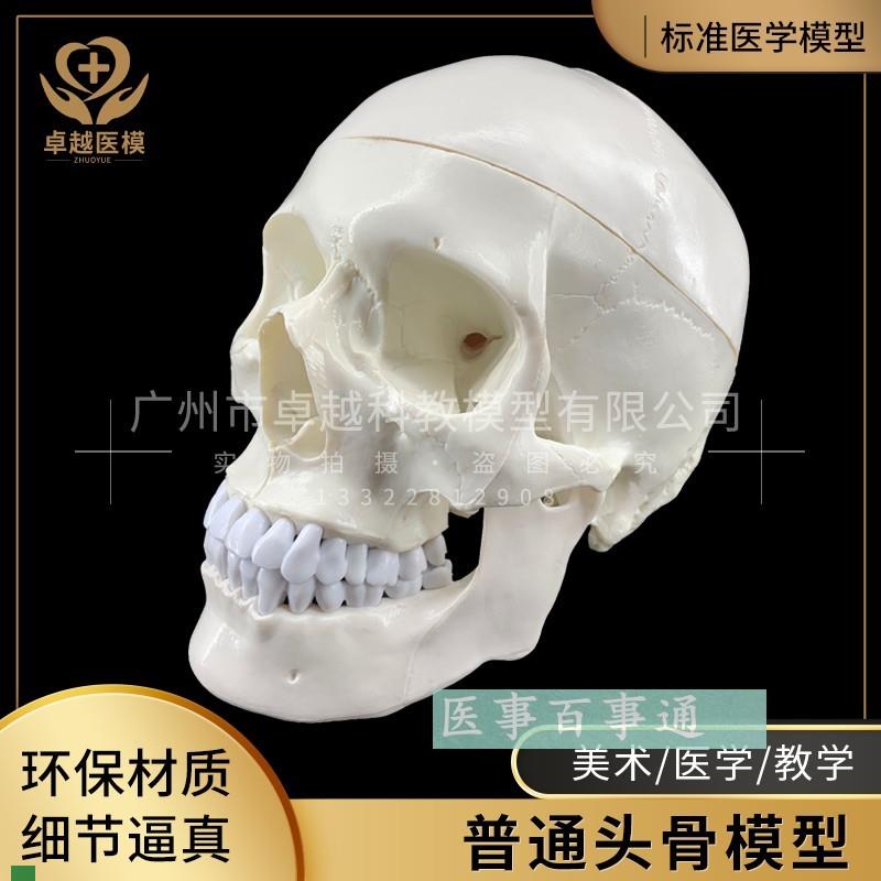 人体头骨模型头骨骷髅关节仿古头科教L标本神经科脑外科模具