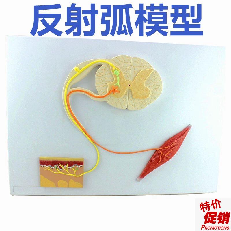 脊髓的功能模型反射r弧神经传导模型中枢神经系统解剖模具