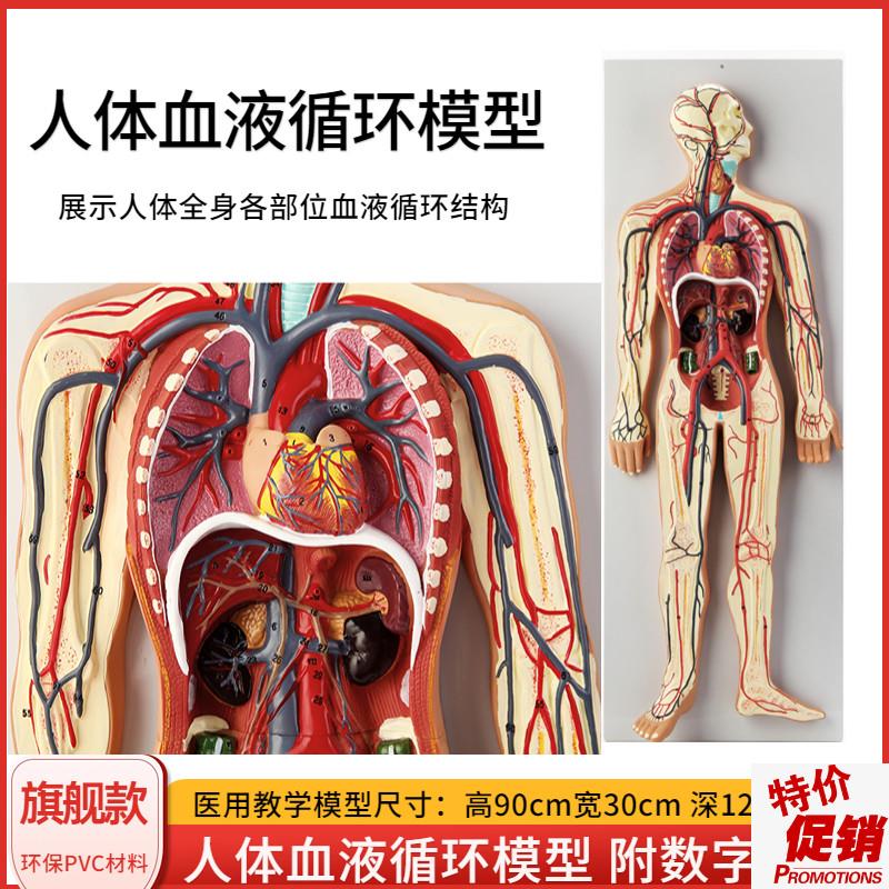 人体内脏血液循环l系统模型心脏动脉静脉神经血管器官解剖医学教
