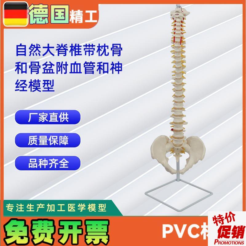 自然大脊椎带枕骨和骨盆附血管B和神经模型人体骨骼模型教学模型