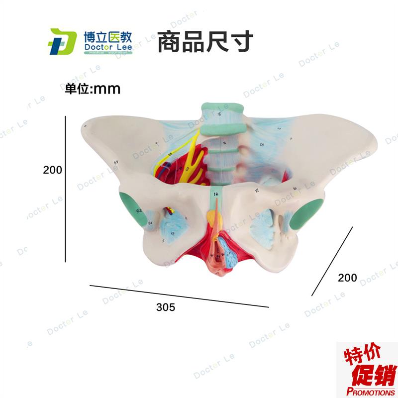 子宫模型骨盆女i性盆底肌模型女性分娩模型教学助产医用骨盆模型