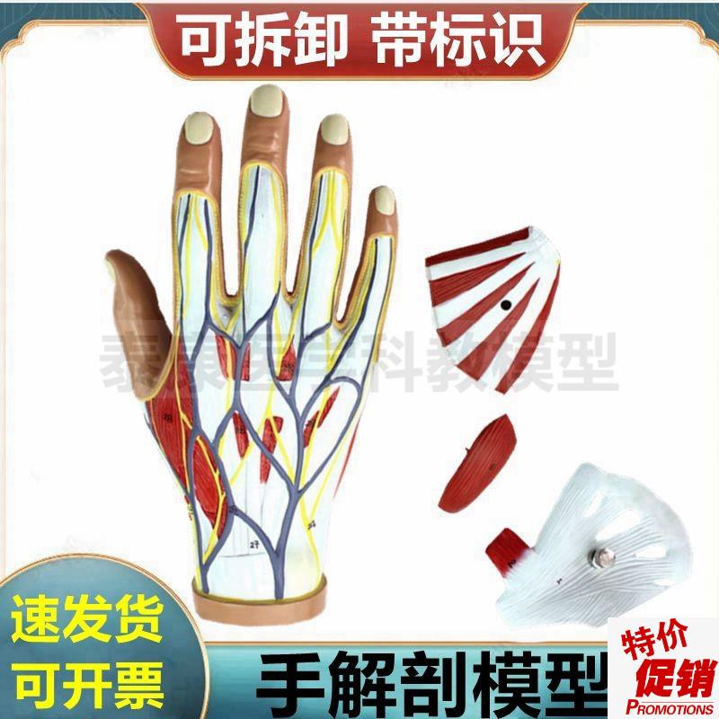 手部肌肉模型骨骼关节韧带肌腱筋膜腕关节手掌临床X外科医用教学