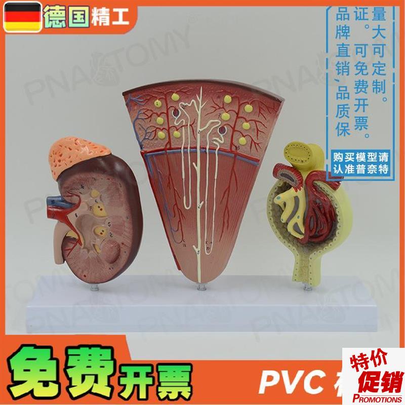 德国】人体立体肾l脏解剖模型肾与肾单位肾小球泌尿系统泌尿科男