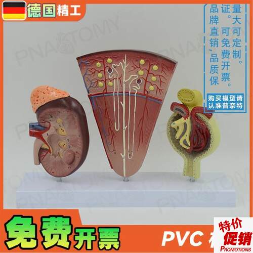 德国】人体立体肾l脏解剖模型肾与肾单位肾小球泌尿系统泌尿科男