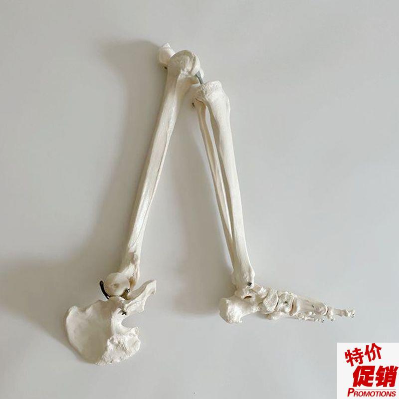 康泰模型下肢骨骼腿骨关节活动医用仿真骨N假肢人体塑胶骨头模具