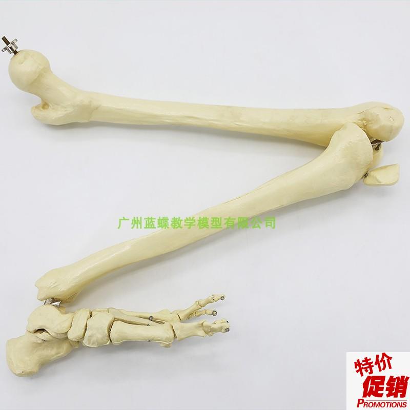 仿真人体下肢骨骨骼o模型脚关节膝关节尺骨桡骨大腿骨手臂骨头