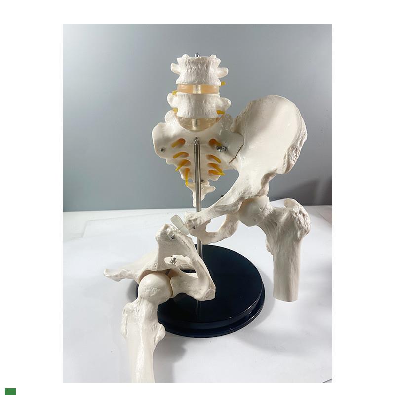 1比1腰椎带骨盆关节可拆卸骶髂耻骨联合股骨头康复V正骨产后修复