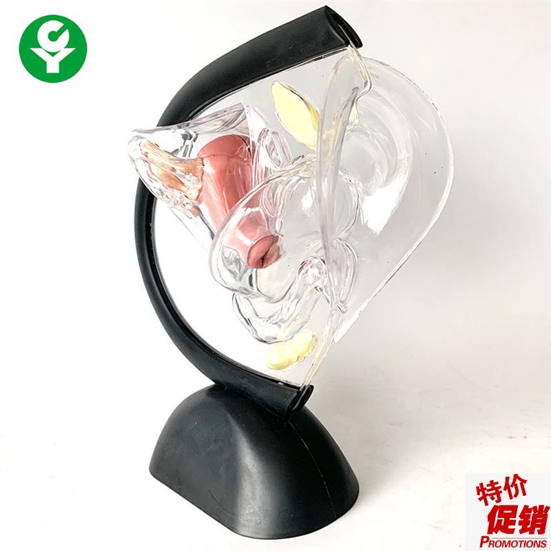 透明子宫模型f计生教育用品展示可视子宫构造子宫解剖透明生殖系