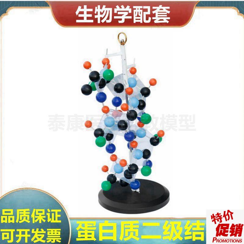 蛋白质二级结构模型氨基酸蛋白质D合成演示DNA双螺旋结构复制