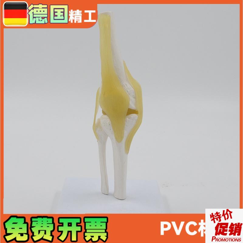 小型膝关节模型可弯曲韧带医学礼品D人体骨骼解剖教具股骨康复骨