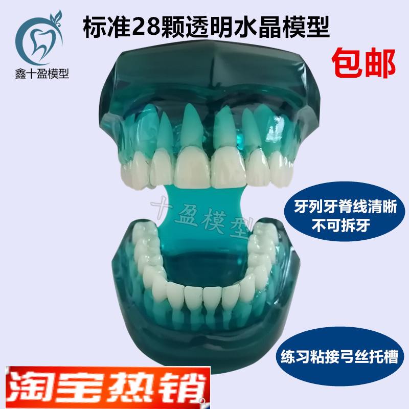 牙科口腔模型标准牙齿模型标准牙列牙脊线清晰四种对Z比托槽模型