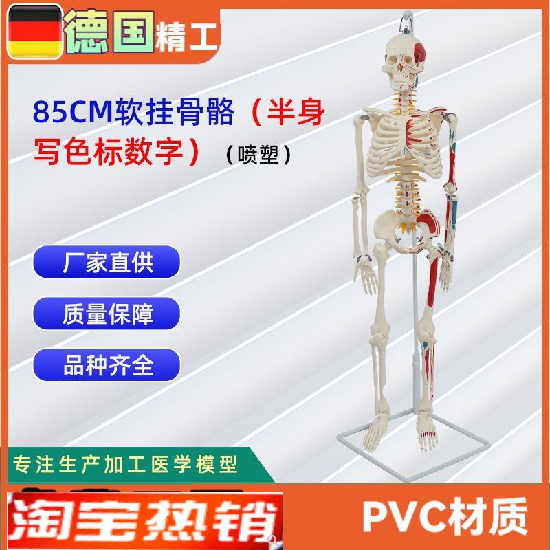 85CM软挂骨骼半身写色标数字喷塑人U体骨骼模型可定