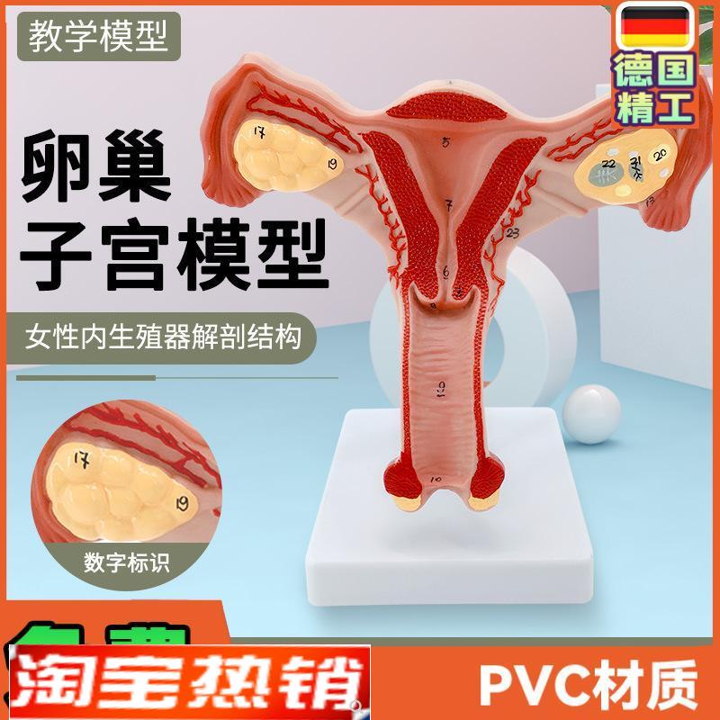 人体子宫模型教具模具阴道卵A巢解剖医学女性仿真女性生殖模器
