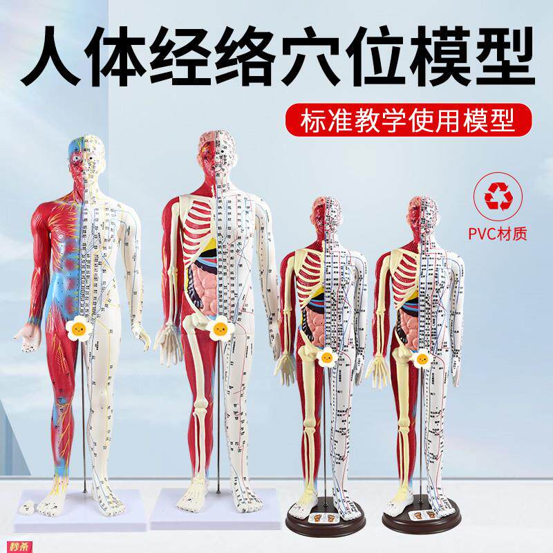60CM半皮半肌肉解剖针灸人刻字超高清晰人体穴位模型针灸按摩教学