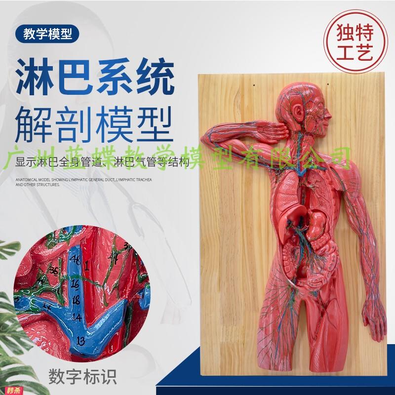 医学人体淋巴系统解剖模型免疫系统胸腔外科心脏消化器官展示标本