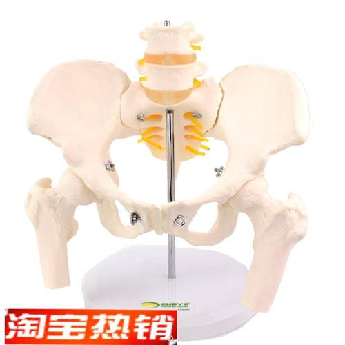 ENOVO颐诺女性骨盆康复矫正模型骨盆前倾后倾R侧倾左右旋转髋骨盆