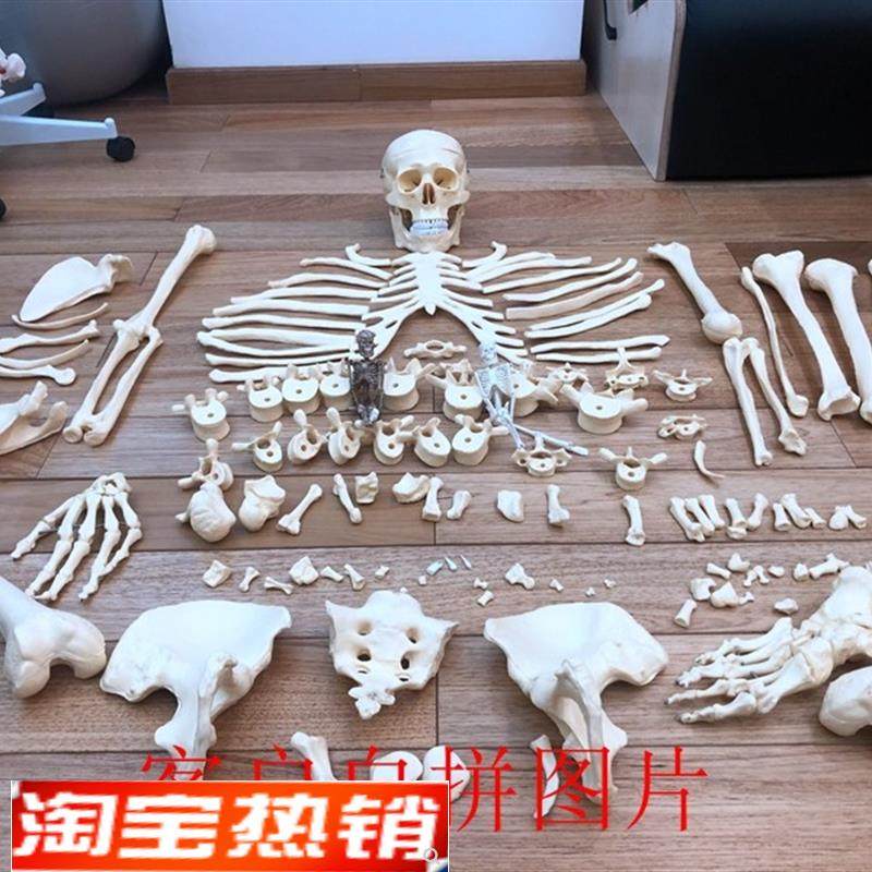 人体1:1人g体骨骼散骨骷髅骨架教学模型医用讲解展示标本玩具,玩具/童车/益智/积木/模型,其他模型玩具,淘宝优惠券,粉丝福利购,淘宝优惠卷