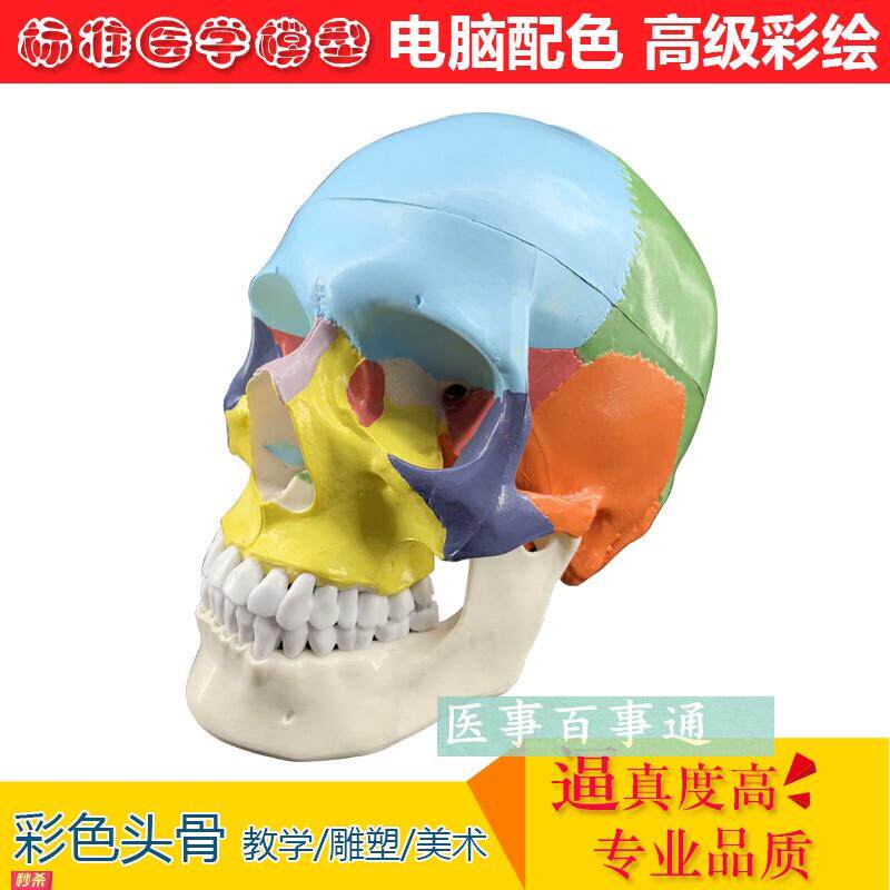 厂家直销彩色自然大头颅骨模型头骨模型颅骨模型医用医学