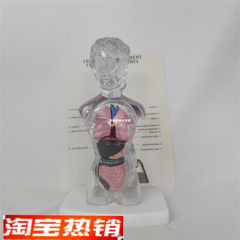18cm透明人体躯干解剖模型内脏器官F拆卸演示教学教具玩具13件可