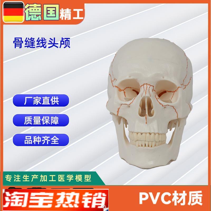 骨缝线头b颅20*14.5*17.5CM医学人体头骨颅骨模型骨科教学模具