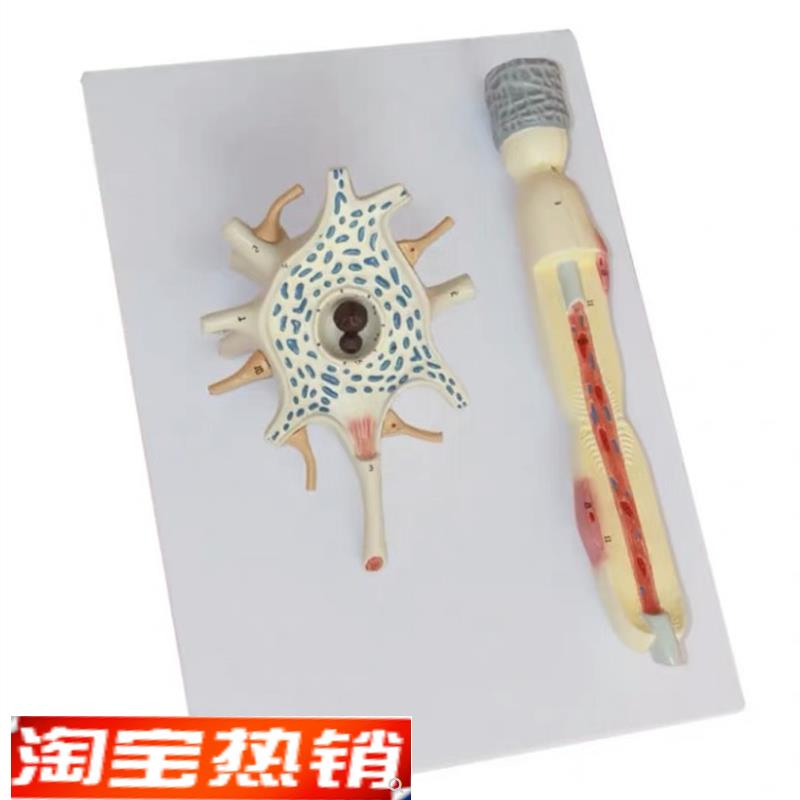 人体自主神经元胞体和神经纤维结构放大J解剖模型医用大脑解神经