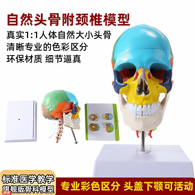 人体仿真头骨解剖模型医学艺用美术素描可拆卸解剖头颅骨着色教具