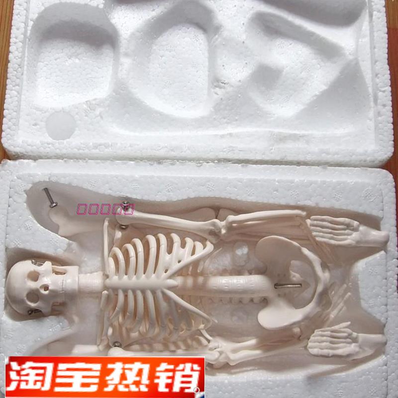 45CM人体骨骼模型骨架教学模型人骨标本V教具素描模型
