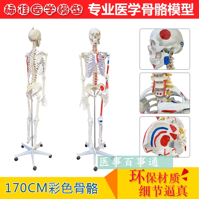全国包邮人体骨骼模型170cm 带肌肉起止S点医用大骨架模型
