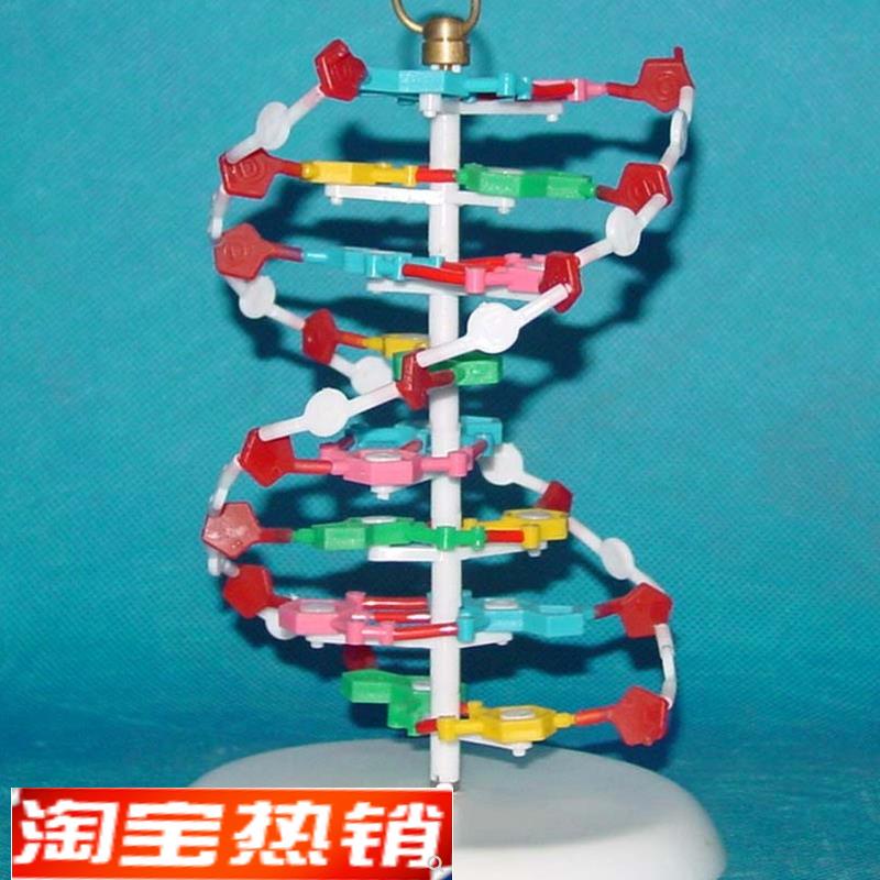 DNA分子k模型细胞模型医用教学模型