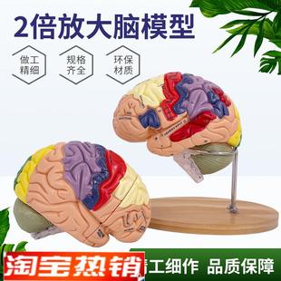 2倍大脑功能分区模型色彩区分脑放大脑干模型可拆卸W4部件教学医