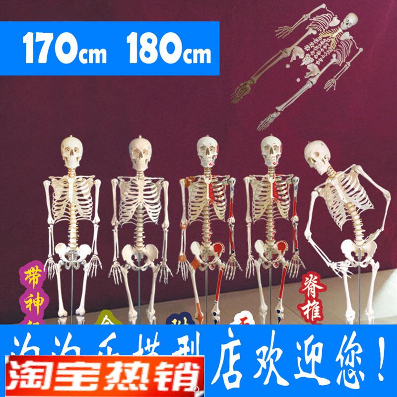 厂家直销170人体骨骼模型180cm韧带神经骷髅骨R架医用肌肉起止点8