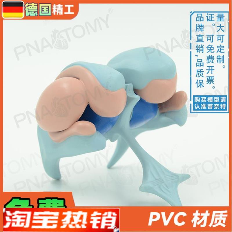 德国】大脑基地核脑室铸型丘脑中枢神经杏仁核放大W解剖模型脑科